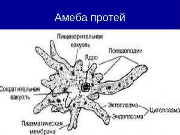 Амёба обыкновенная строенин
