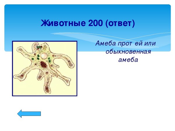 Строение клетки амебы обыкновенной