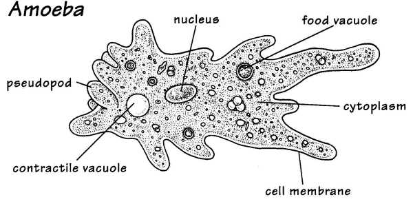 Гетеротрофная амеба