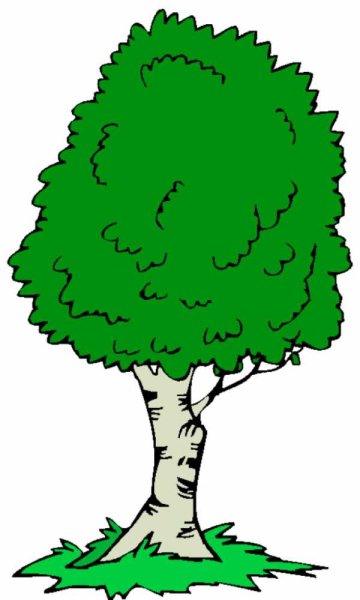 Береза мультяшная