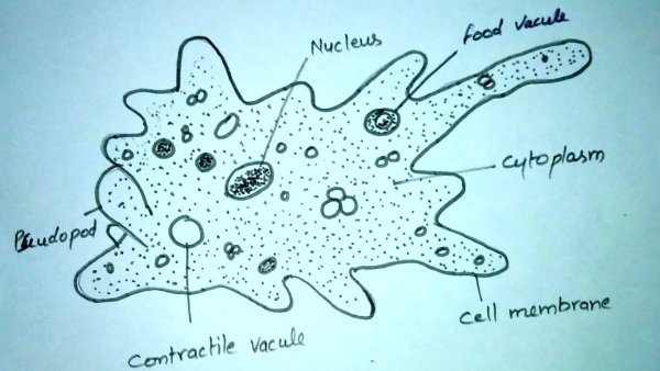 Амеба обыкновенная строение ЕГЭ