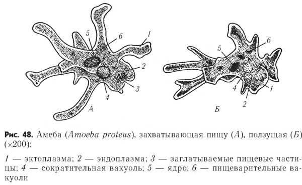Строение амебы обыкновенной