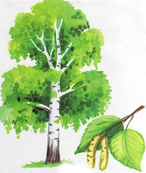 Береза рисунок