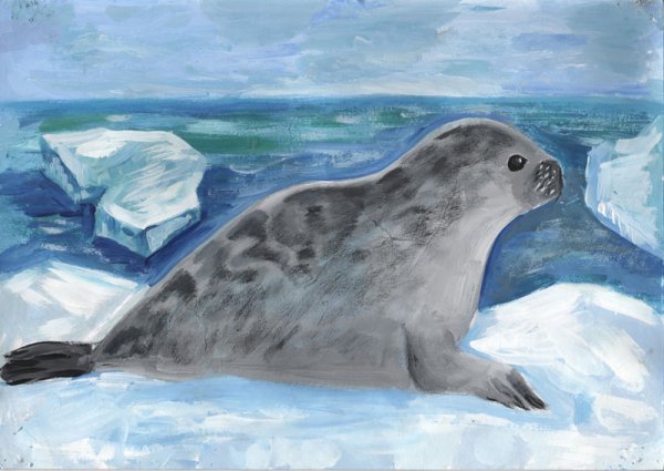 Балтийская кольчатая Нерпа для детей