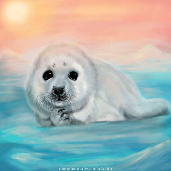 Нерпа на белом фоне