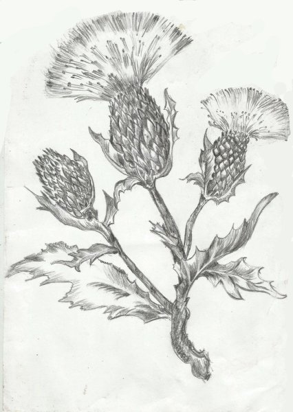 Чертополох растения стилизация