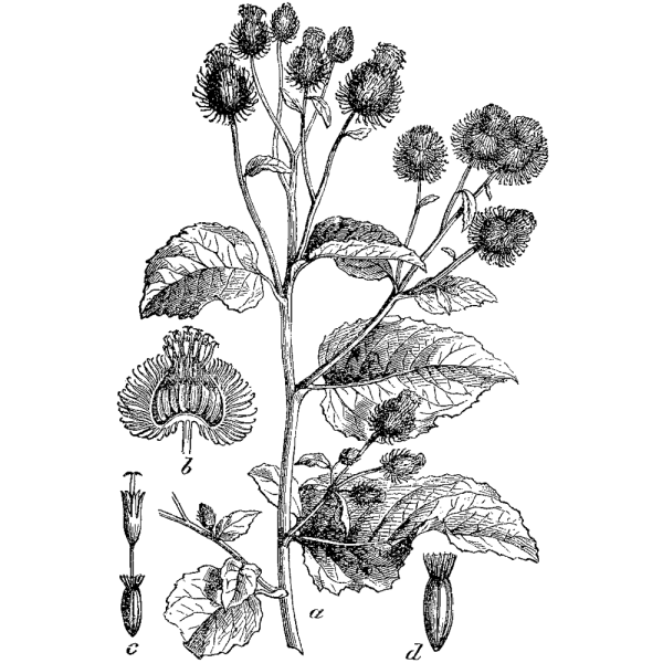 Ботанические иллюстрации лопух