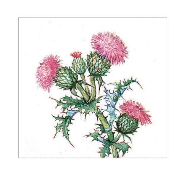 Артишок расторопша одуванчик