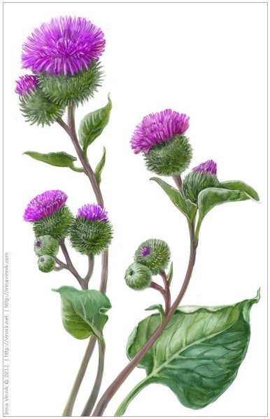 Чертополох Ботаническая иллюстрация