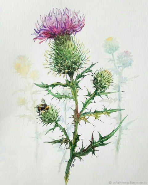 Синеголовник плосколистный Ботаническая иллюстрация