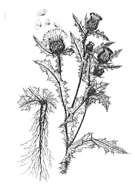 Репей лопух