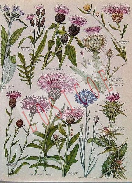 Судьба репейника Андерсен