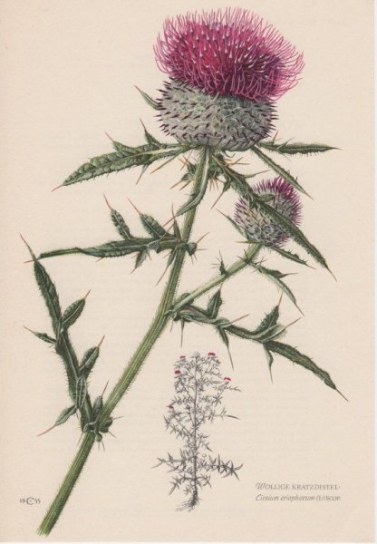 Чертополох раскраска