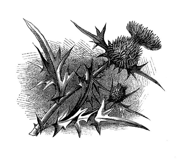 Чертополох персонаж