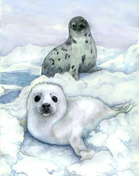 Байкальская Нерпа Белек