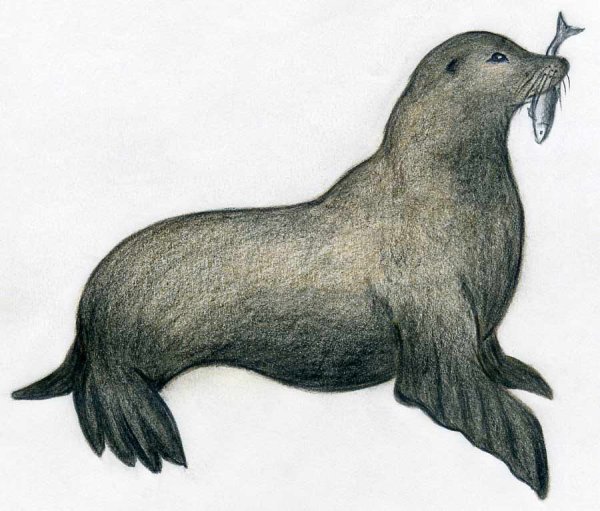 Нарисовать тюленя