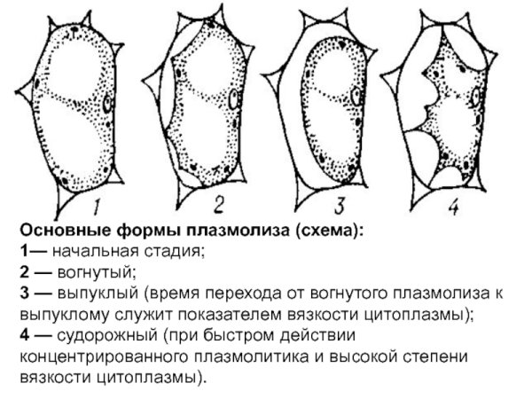 Типы плазмолиза растительной клетки