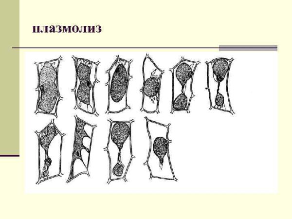 Типы плазмолиза растительной клетки