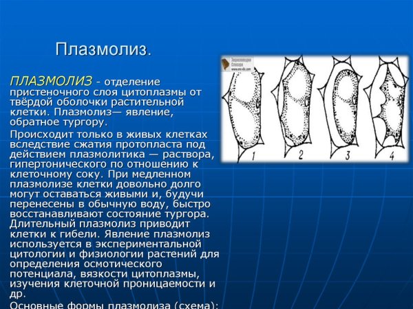 Плазмолиз растительной клетки рисунок