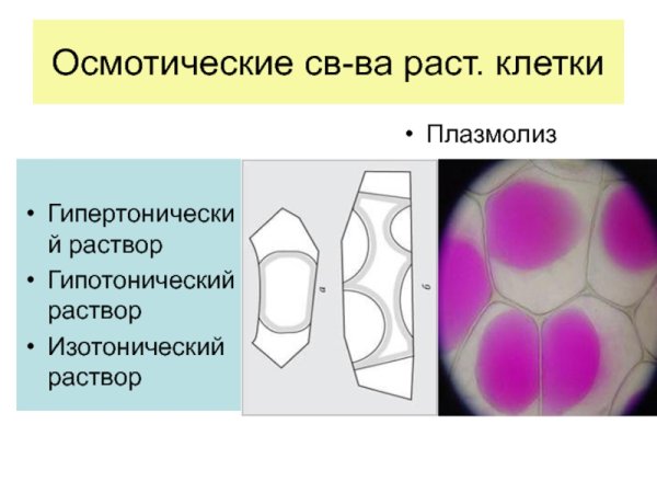 Типы плазмолиза растительной клетки