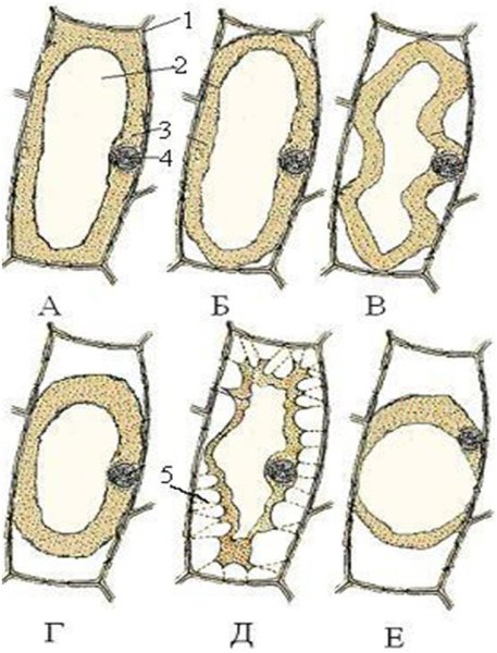 Плазмолиз и деплазмолиз в клетках