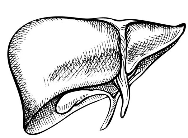 Печень карандашом