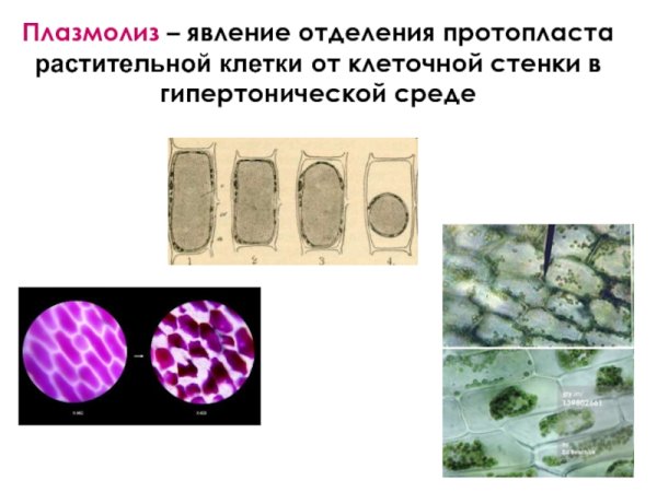 Плазмолиз растительной клетки рисунок