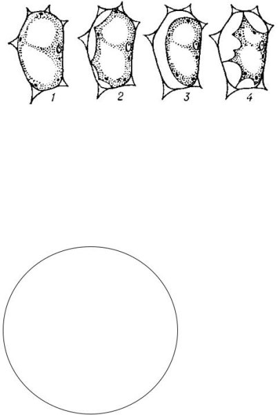 Явление плазмолиза и деплазмолиза в растительной клетке
