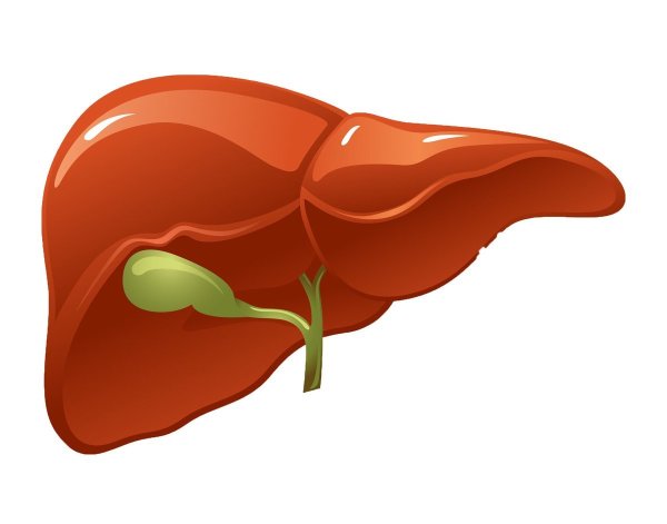 Печень картинка