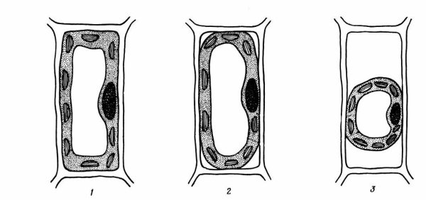 Тургор и плазмолиз в клетках листа элодеи