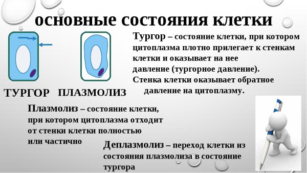 Осмос плазмолиз и деплазмолиз