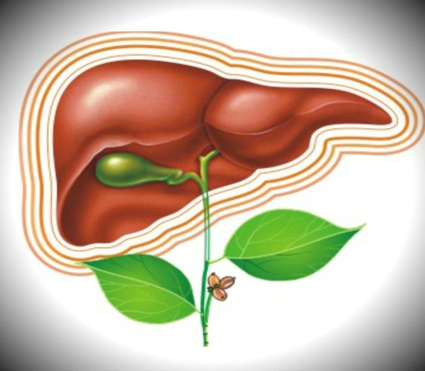 Печень картинка