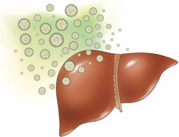 Печень без фона