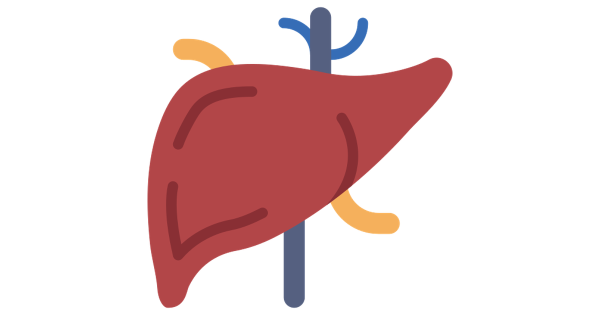 Печень картинка