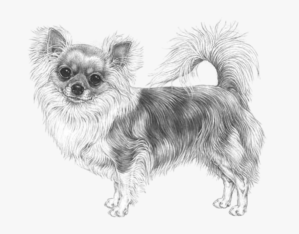 Чихуахуа ФЦИ