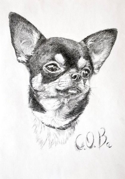 Чихуахуа эскиз