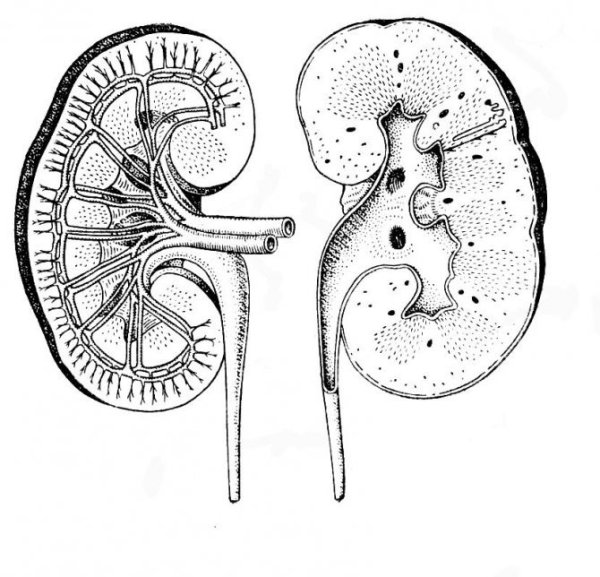 Почки человека строение пиелонефрит
