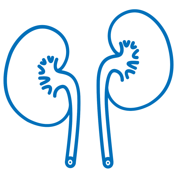 Почки пиктограмма