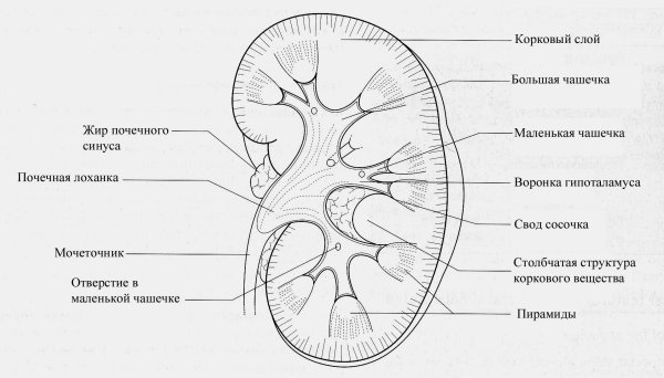 Строение почки человека анатомия