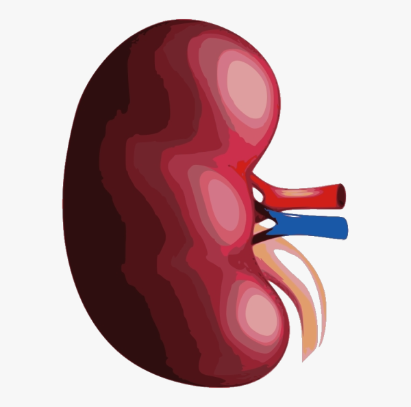 Почки человека