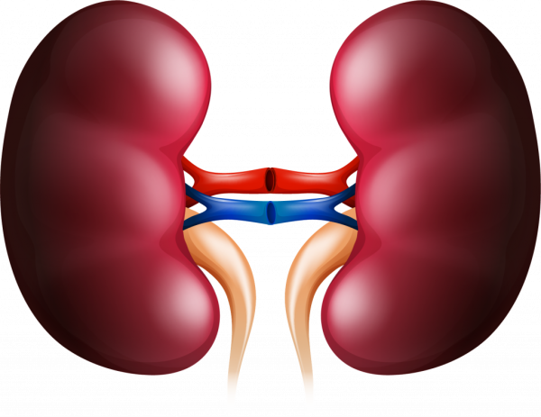 Почки человека