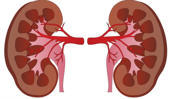 Изображение почки человека