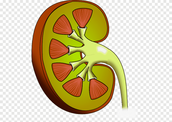 Почки человека