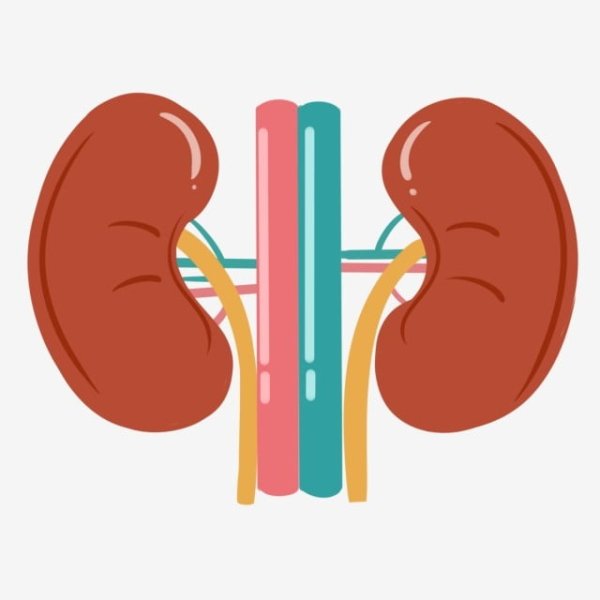 Почка изображение