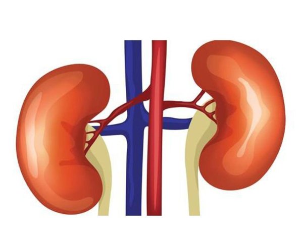 Почки человека картинки