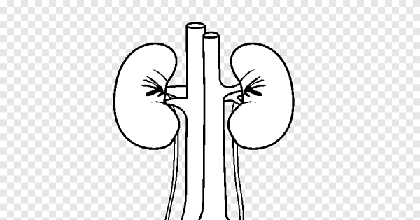 Почки нарисовать