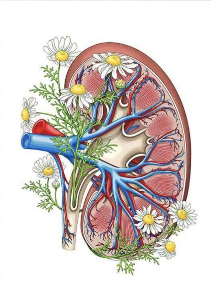 Почки человека
