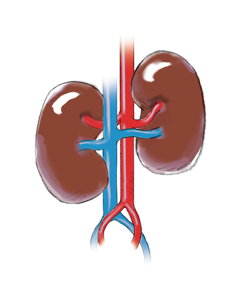 Почки без фона