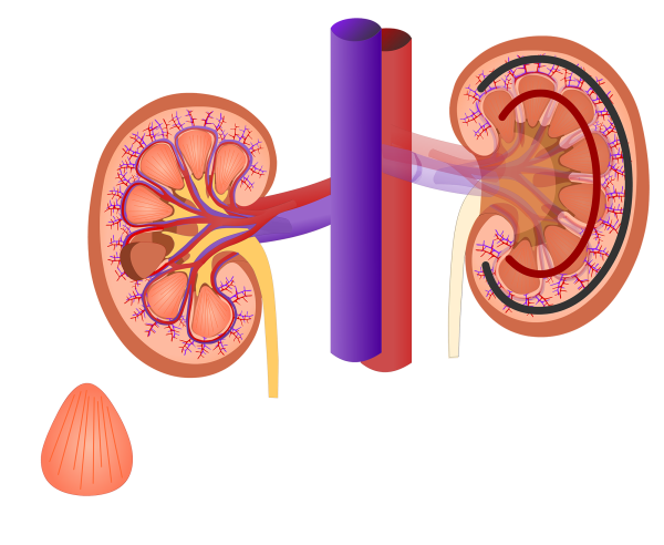 Почки на прозрачном фоне