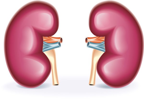 Почки человека